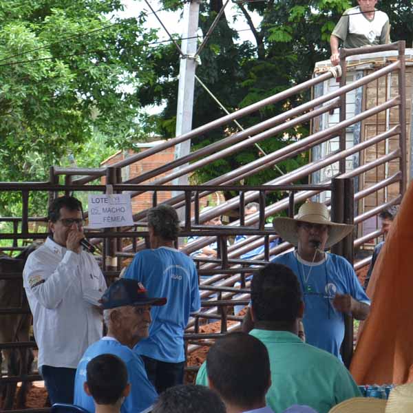 Leilão de Gado é realizado durante festividades de Nossa Senhora da Imaculada Conceição