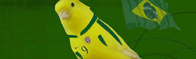 Os dois lados da moeda canarinho