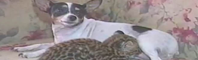 Cachorra adota filhote de jaguatirica em Ourinhos