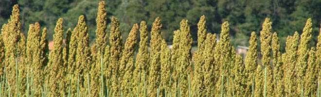 Cultivo do sorgo é opção para entressafra do milho em Ourinhos e Salto Grande