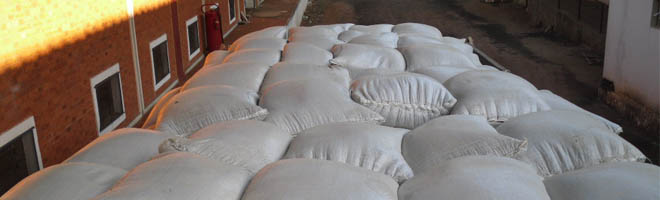 Secretaria da Agricultura de Assis doa 24 mil quilos de feijão e atende quase 20 mil pessoas