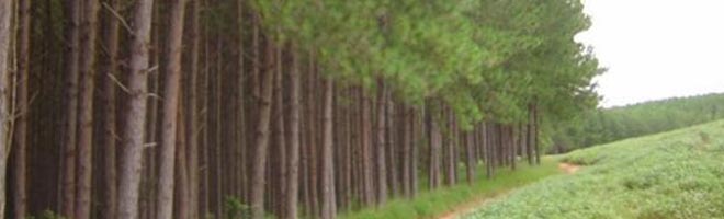 Fundação Florestal comercializa madeira na região