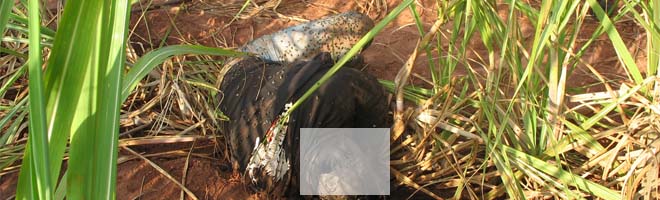 Corpo encontrado ontem próximo a Paraguaçu é identificado