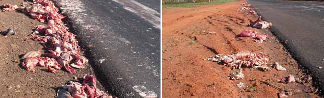 Motorista distraído deixa cair restos de carnes e carcaças na rodovia Manílio Gobbi