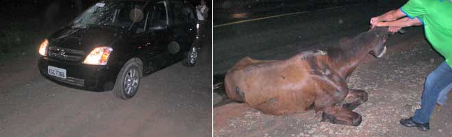 Cavalo solto na rodovia Manílio Gobbi provoca acidente