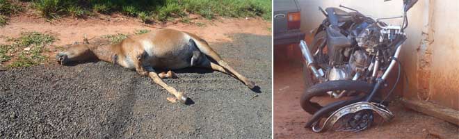 Animal na pista causa acidente e deixa vítimas