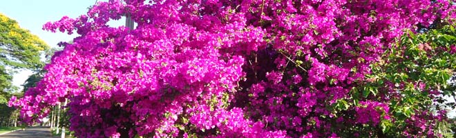 Flagrante da beleza no campus da ESAPP