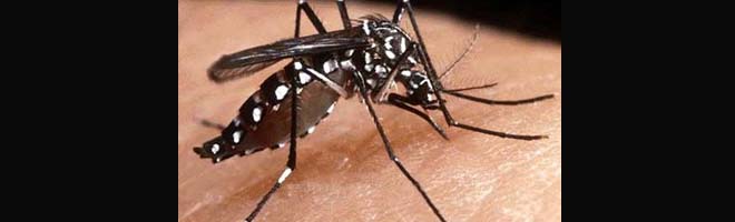 Paraguaçu registra mais dois casos de dengue e população deve agir para evitar o pior