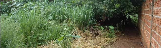 Vizinhos reclamam de falta de limpeza de terreno baldio na Vila Athaíde