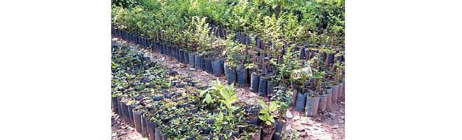 Mais de seis mil mudas de árvores serão plantadas em Paraguaçu