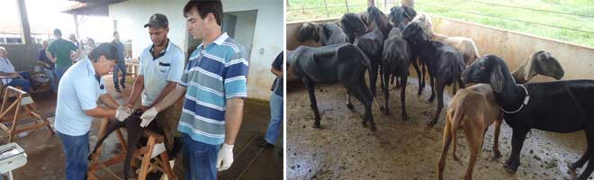 Paraguaçu Paulista é a primeira cidade de SP a promover curso de inseminação artificial de ovinos