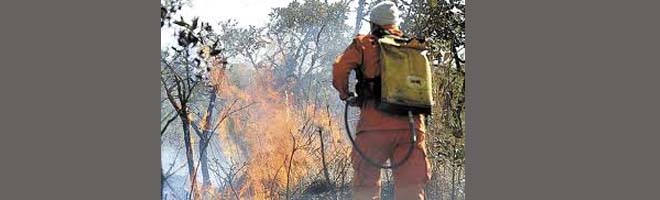 Área de preservação ambiental é destruída por incêndio em Assis