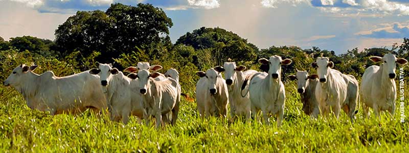 Sitiante tem 35 cabeças de gado furtadas