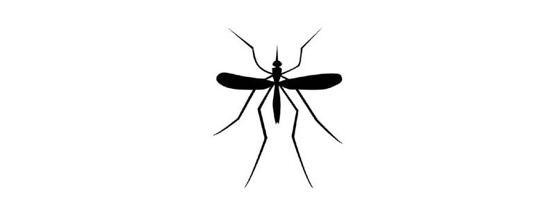 Prefeitura esclarece que infestação não é de Aedes, mas população precisa ficar atenta