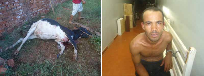 PM encontra novamente vaca morta em quintal; desta vez uma pessoa é presa