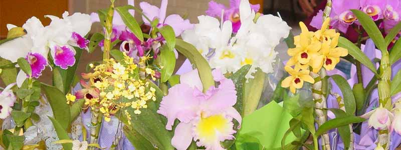 Casa do Papai Noel recebe Exposição de Orquídeas neste final de semana