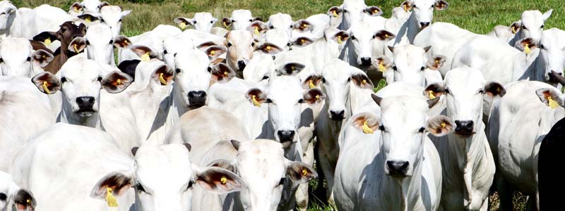 Leilão de gado fará parte das festividades em louvor à padroeira de Conceição de Monte Alegre