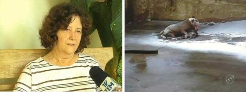 Ataque de Pitbull em Paraguaçu é destaque na TV TEM
