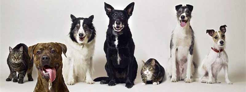 Calendário será comercializado para campanha de controle de natalidade de animais abandonados
