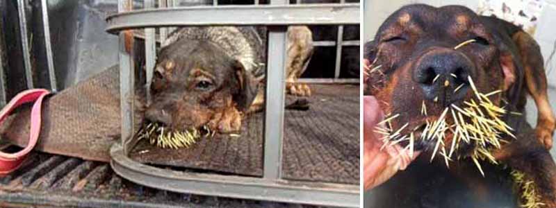 Cães atacam ouriços e ficam repletos de espinhos