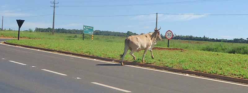 Vaca solta na rodovia de acesso à entrada de Paraguaçu coloca em risco condutores