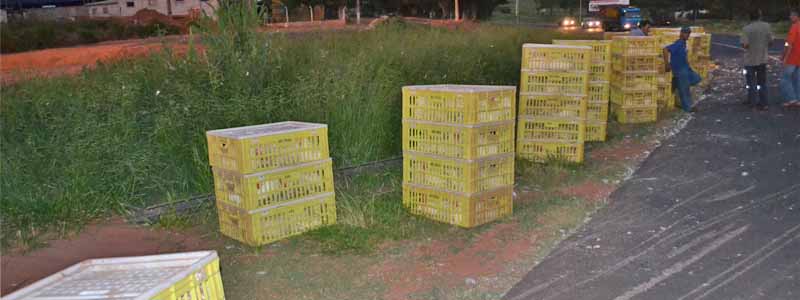 Corda se solta e parte de carga de galinhas cai e fica espalhada pela rodovia