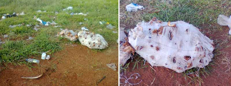 Moradores flagram descarte de carcaças de animais em estrada de terra