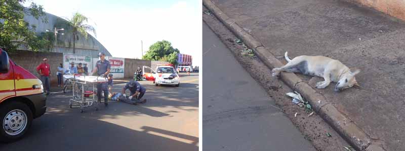 Cão morre após ser atropelado por motociclista que horas antes havia se envolvido em grave acidente