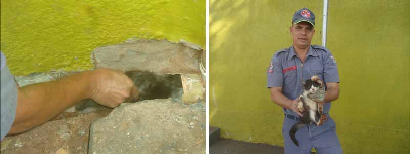 Corpo de Bombeiros é acionado para retirar gato preso em cano da escola Dona Cota