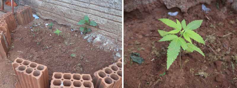 Pés de maconha são encontrados pela PM em quintal na Barra Funda