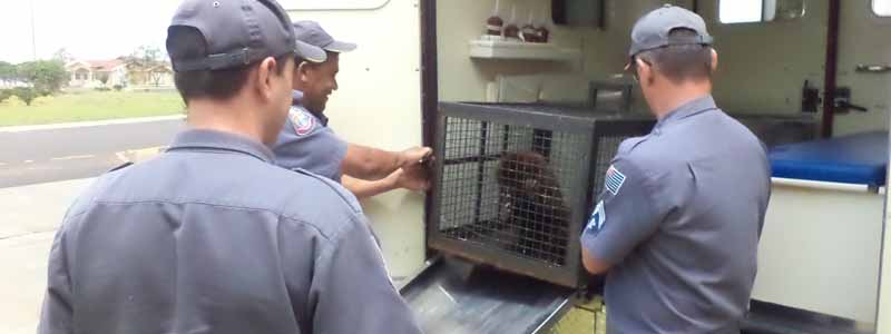 Macaco bugio é capturado em Paraguaçu Paulista