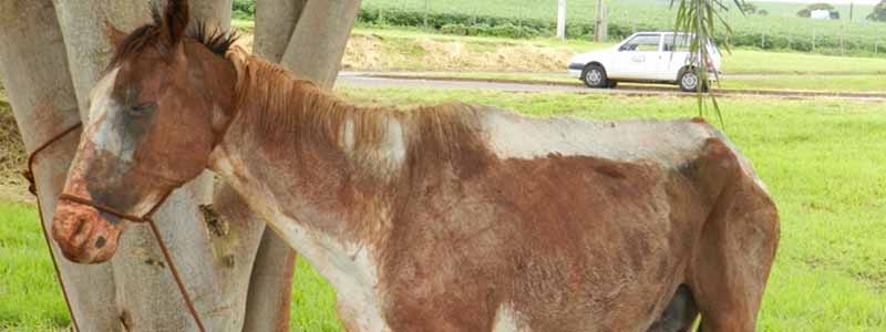 Vigilância Sanitária de Maracaí recebe denúncia de cavalo abandonado extremamente desnutrido