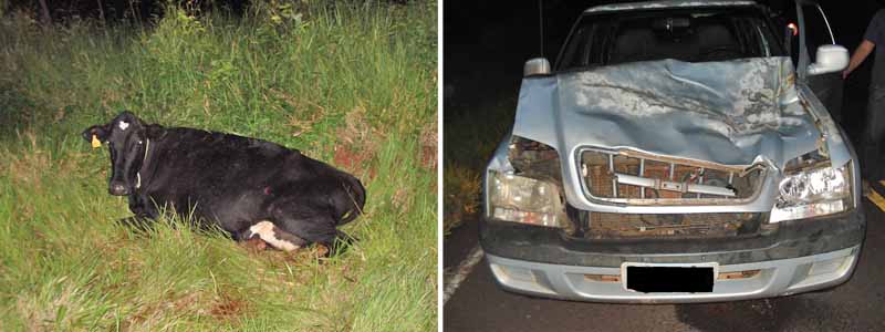 Animal na pista provoca acidente próximo ao balneário municipal
