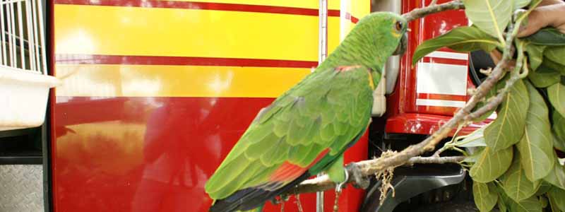 Ave silvestre é resgatada após três dias presa em galho de árvore