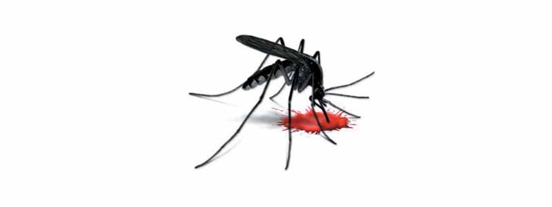 Prefeitura alerta para os riscos da dengue em Paraguaçu e população é intimada a colaborar