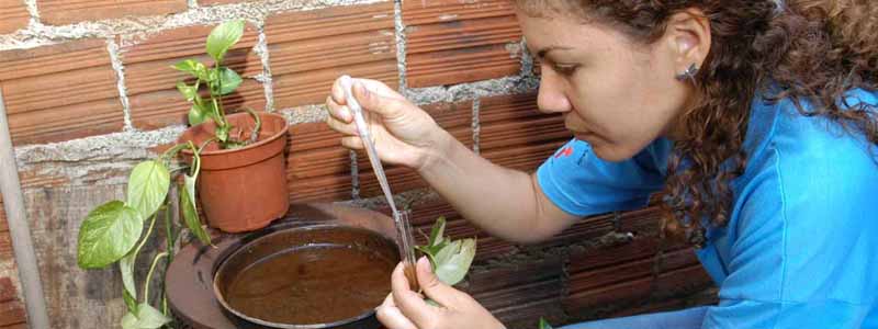 Dengue chega com tudo em Paraguaçu e população é convocada a colaborar com o controle da doença
