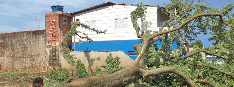 Árvore é atingida por raio e cai sobre muro de residência na Vila Athaíde