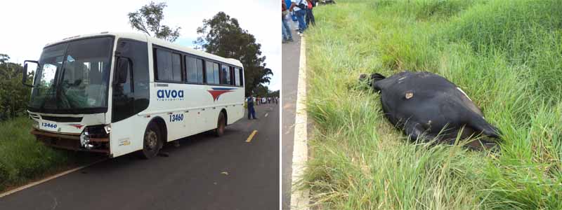 Ônibus sem freio atropela e mata quatro vacas próximo ao Campinho