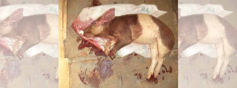 Menores são detidos após matarem e furtarem suíno da Fazenda Modelo