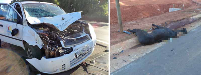 Cavalo atravessa a pista e é atropelado por carro da prefeitura de Paraguaçu Paulista