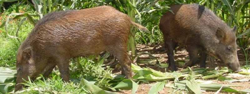 Ibama autoriza o abate de javalis e de javaporcos em todo o país