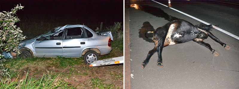 Vaca na pista causa grave acidente em Paraguaçu Paulista