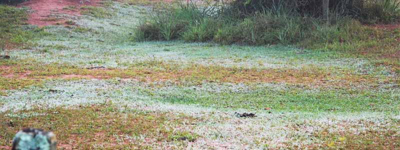 Camada fina de gelo amanhece sobre a vegetação de Paraguaçu nesta quinta-feira