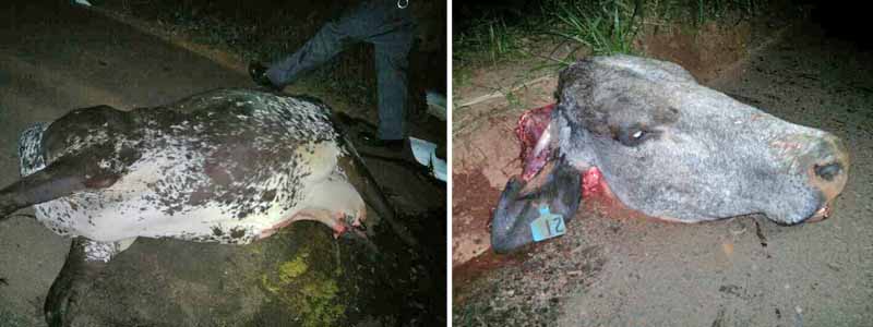 Vaca tem cabeça decepada após ser colidida por carro na rodovia