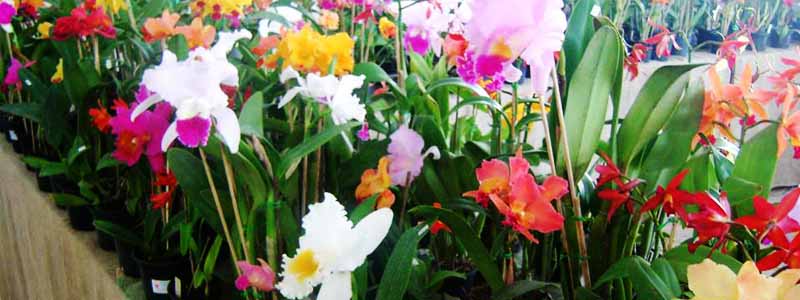 Exposição em Assis apresenta diversidade de orquídeas