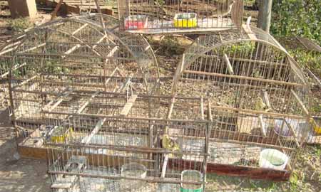 Aves silvestres são apreendidas em chácara em Marília