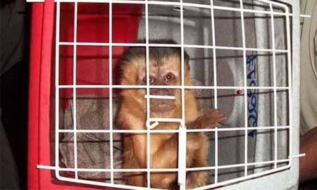 Macaca ‘Chico’  deixa ONG em Assis e retorna para família