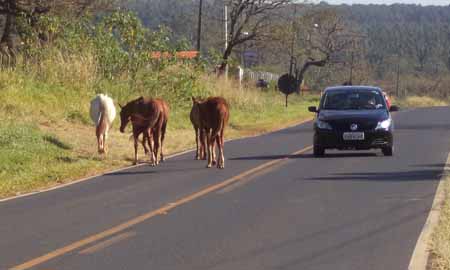 Cavalos soltos são flagrados “perambulando” pela vicinal, em Paraguaçu Paulista