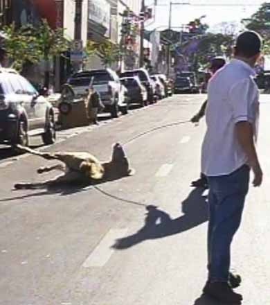 Cavalo é atropelado por carro em principal avenida no centro de Assis