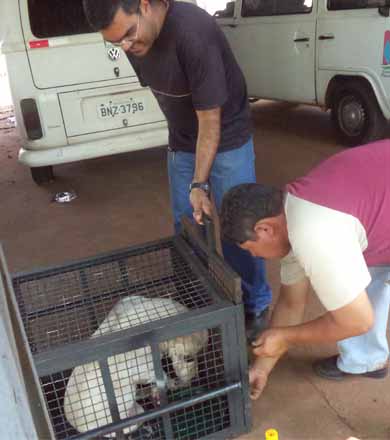 Pit bull solto na rua invade casa e mata cachorro na Vila Nova
